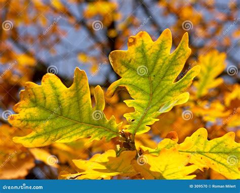 fall oak leaves images|oak leaves fall color.